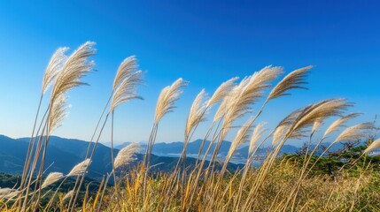 Detailed grasses swaying in the wind on a Korean hillside, with blue skies in the background.