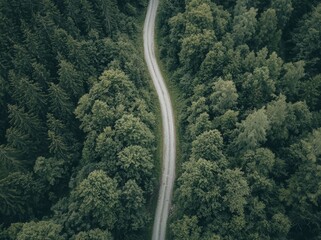 Wall Mural - A beautiful aerial photograph of a deciduous forest with a dirt road in summer