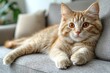 © SuriyaPhoto - Cute red scottish fold cat with orange eyes lying on grey textile sofa at home