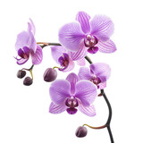 Beautiful purple orchid with elegant petals.