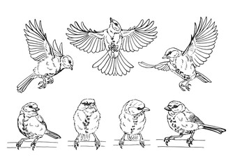 Set of titmouse. Flying bird. Hand drawn vector illustration.