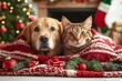 © Kanrakorn - Adorable dog and cat together under blanket at room decorated for Christmas. Cute pets , isolated on white background,  , free space text, copy space, copy space for text,