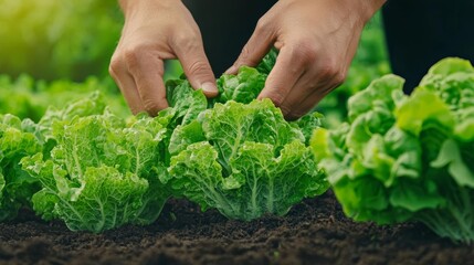 A close-up of hands picking fresh vegetables in a garden, symbolizing a healthy gut, Hands in garden, fresh produce, gardening as a foundation for gut health