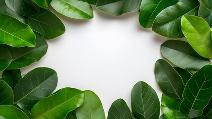 Poster - Elegant and serene circular arrangement of verdant Ficus Benjamina leaves meticulously framed and presented against a pristine white background with a clipping path for versatile usage