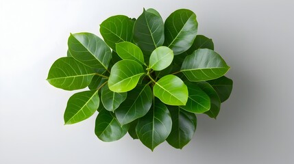 Poster - Beautifully arranged Ficus Benjamina leaves in a concentric circular pattern