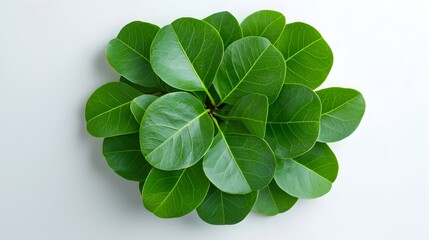 Poster - Symmetrical arrangement of vibrant green Ficus Benjamina leaves weeping fig plant centered on crisp white background with clarity and a modern botanical aesthetic