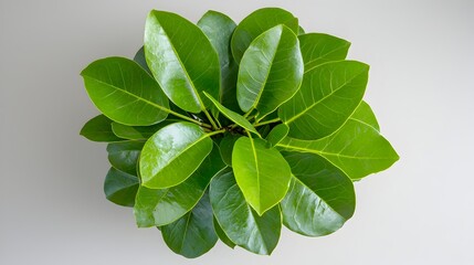 Poster - Graceful symmetrical arrangement of verdant Ficus Benjamina foliage with delicate entwined stems and tendrils cascading in a circular pattern on a clean minimalist white backdrop