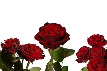 Wall Mural - Beautiful red rose isolated on white background.