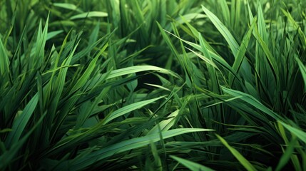 Grass texture