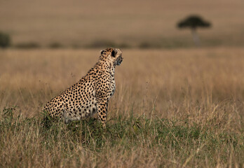 Cheetah on a mound observing the surrounding at Masai Mara, Kenya