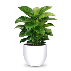 Lush green indoor plant in a modern white pot