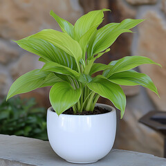 Lush green indoor plant in a modern white pot