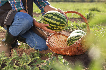 Wall Mural - Man picking ripe watermelons in field, closeup