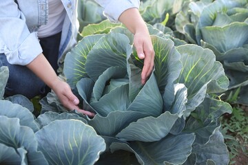 Wall Mural - Woman harvesting fresh ripe cabbages in field, closeup