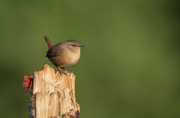 eurasian wren - in autumn at a wet forest