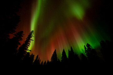 Wall Mural - spectacular christmas colored red and green aurora above an evergreen forest