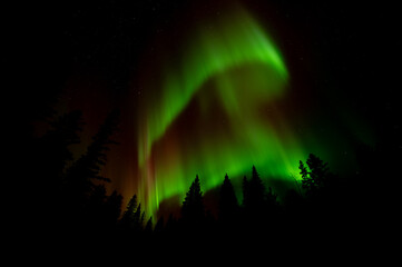 Wall Mural - rolling bright green colored aurora with hints of red above an evergreen forest