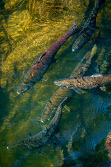 Wall Mural - Salmon Homeward Bound Close-up 3