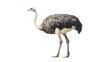 © LeoArtes - Ostrich Bird on Transparent PNG Background, Photo Realistic, Wallpaper, Cover and Screen for Smartphone, PC, Laptop, Transparent PNG