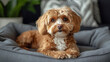 © abdlkerim - cute cavapoo lying on his textile gray bed, living room