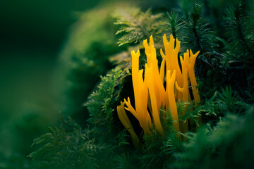 leuchtend gelber pilz auf grünem moos in einem makrofoto der natur