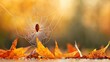 © Kasitthanin - Spider on a web with colorful autumn leaves, soft blurred background.