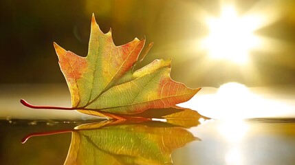 A single, colorful autumn leaf floats on the surface of a still pond, reflecting the warm glow of the setting sun.