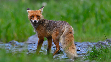 Red Fox in Nature, after rain