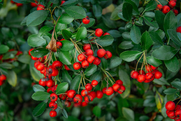 Common mountain ash, mountain ash, mountain ash (Sorbus aucuparia L.) - a species of perennial plant from the rose family. red rowan tree with green leaves. natural autumn decoration. small red fruits