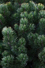 Wall Mural - natural background of coniferous tree branches. pine branches close-up.