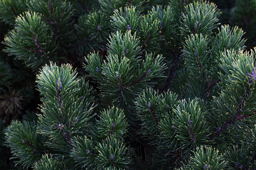 Wall Mural - natural background. pine branches close-up as a background. evergreen tree.