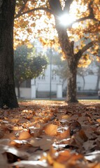 Poster - Golden autumn leaves blanket the ground under a bright sunlight in a serene park setting