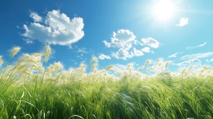 Wall Mural - A wide-open meadow with tall grass blowing in the wind, under a clear blue sky with a few white clouds