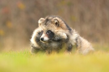 nyctereutes procyonoides raccoon dog common meadow chinese asian field closeup cute darling invasive