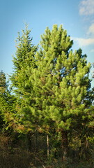 spruce (fir-tree) and pine in the forest