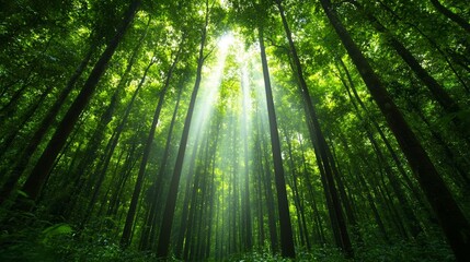 Canvas Print - A dense, misty forest with towering trees covered in rich forest green foliage, sunlight filtering softly through the leaves, creating a serene and peaceful atmosphere 