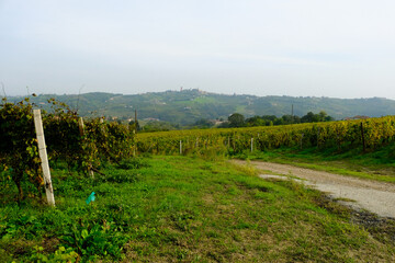 Wall Mural - Panorama sulle Langhe a Castiglione Tinella in provincia di Cuneo, Piemonte, Italia.