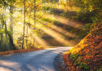Wall Mural - road in orange forest in fog and sunbeams at sunrise in golden autumn. dolomites, italy. beautiful m