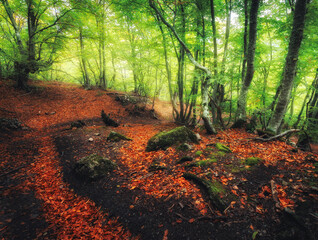 Wall Mural - autumn forest with trail in fog. dreamy landscape