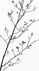 Silhouette of a tree branch with leaves on white background
