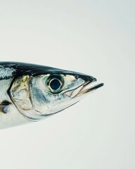 the Atlantic Mackerel, portrait view, white copy space on right, Isolated on white Background