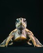 © Tebha Workspace - the Sea Turtles, portrait view, white copy space on right, Isolated on black Background