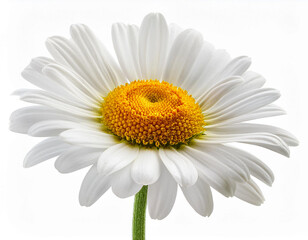 Close up daisy flower isolated on white