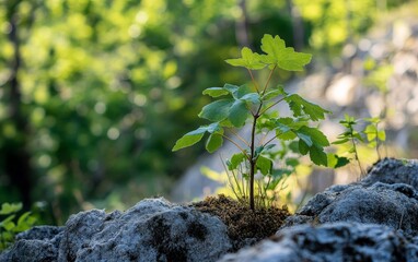 Wall Mural - A thriving plant growing in the wild, surrounded by natural elements