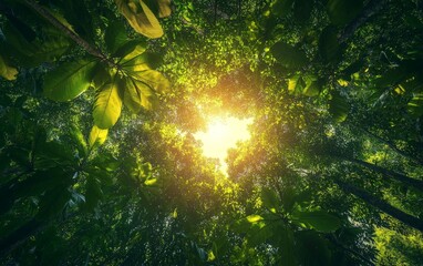 Wall Mural - A tropical tree canopy seen from below, the sunlight filtering through the dense foliage