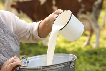 Canvas Print - Senior woman pouring fresh milk into bucket outdoors, closeup