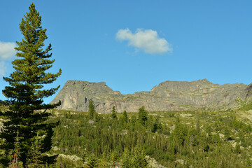 a tall lone cedar against the backdrop of a high mountain range resembling the profile of a man lyin