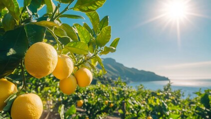 Close-up of ripe lemons hanging from a tree branch with a view of a distant coastline and ocean.