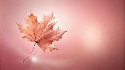 silhouette elegant falling maple leave on soft pink background