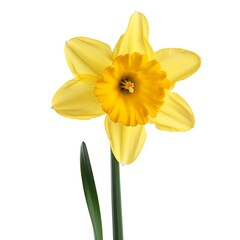 Daffodil Flower Flower isolated on white background.